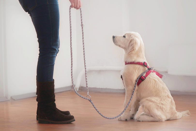 Are Golden Retrievers Smart? Breed Intelligence Revealed
