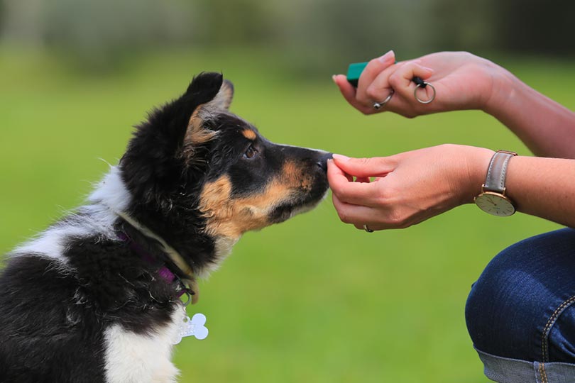 8 Best Training Collars for Puppies in 2026 - Reviews & Top Picks