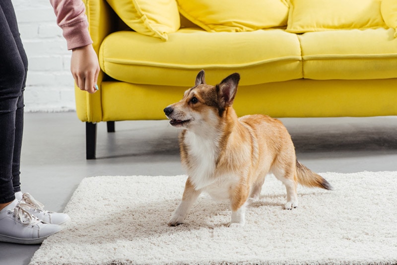 woman training dog indoors