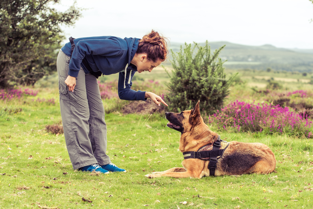 How to Tell a Dog "No" in 4 Vet-Approved Steps