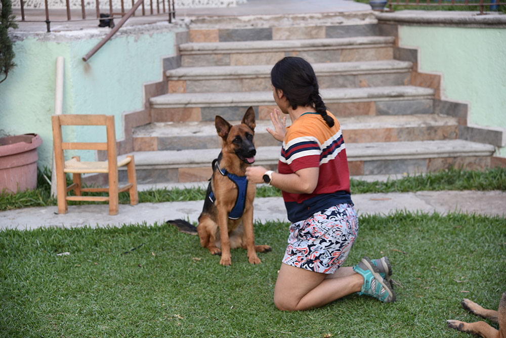 Dog Trick Training: 7 Vet-Verified Benefits for Pup & Human