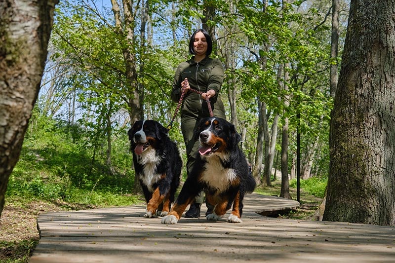 How to Protect Your Dogs While Out Walking: 12 Vet-Approved Tips & Tricks