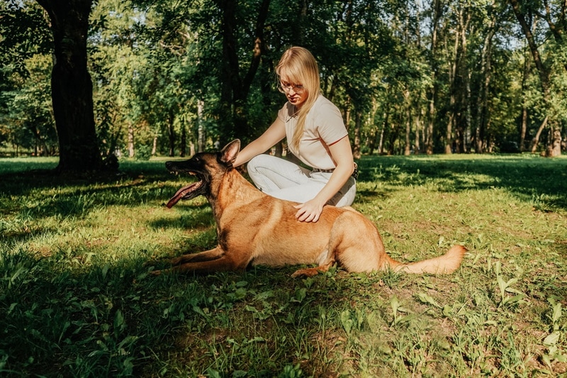 Is a Belgian Malinois Hypoallergenic? Breed Facts & FAQ