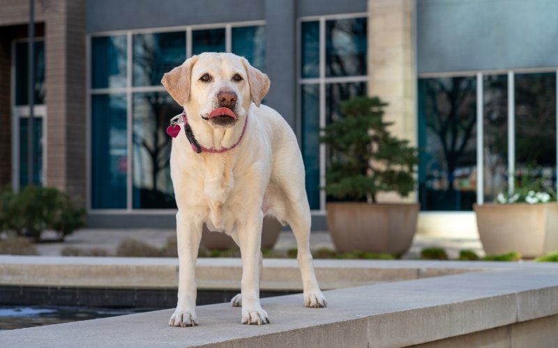 Why labs bark: basic behavior and instincts