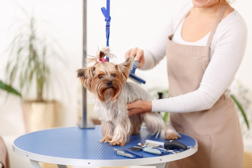 How Much Does Dog Grooming Cost? 2026 Price Guide