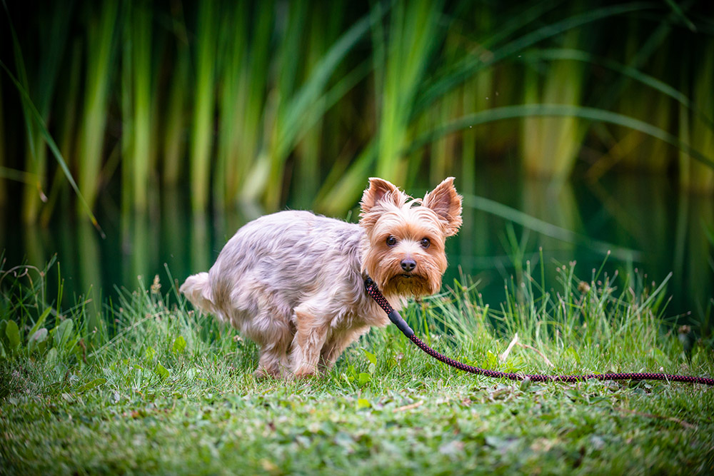 How to Firm Up Dog Poop: 9 Vet-Approved Tips