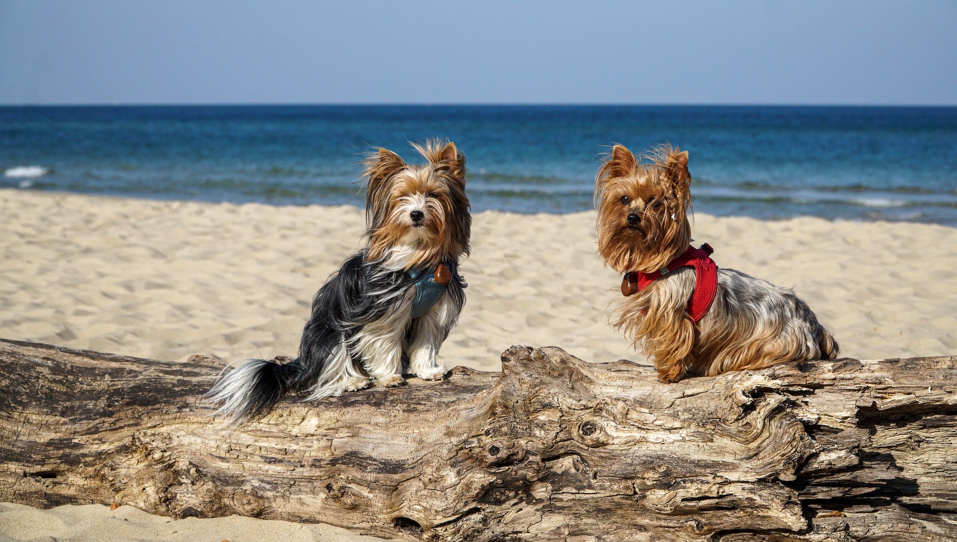 21 Amazing Dog-Friendly Beaches in Michigan to Visit in 2026
