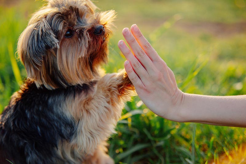 How to Bond With a Puppy: 10 Vet-Verified Fun Ideas