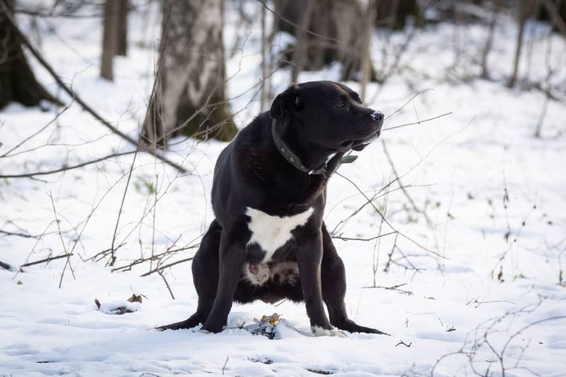 How to Get a Dog to Poop in the Snow: 6 Vet-Verified Tips