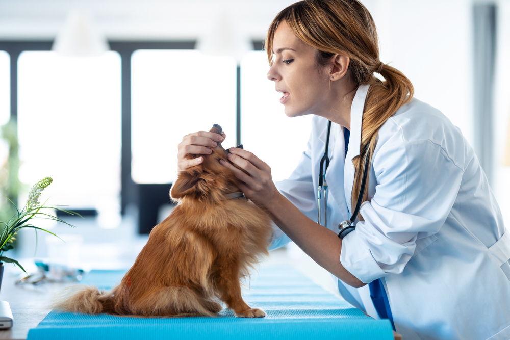Do Dogs Have Tonsils? Vet-Verified Canine Anatomy Facts & Info