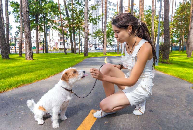 14 Amazing Off-Leash Dog Parks in Albuquerque, NM You Can Visit Today