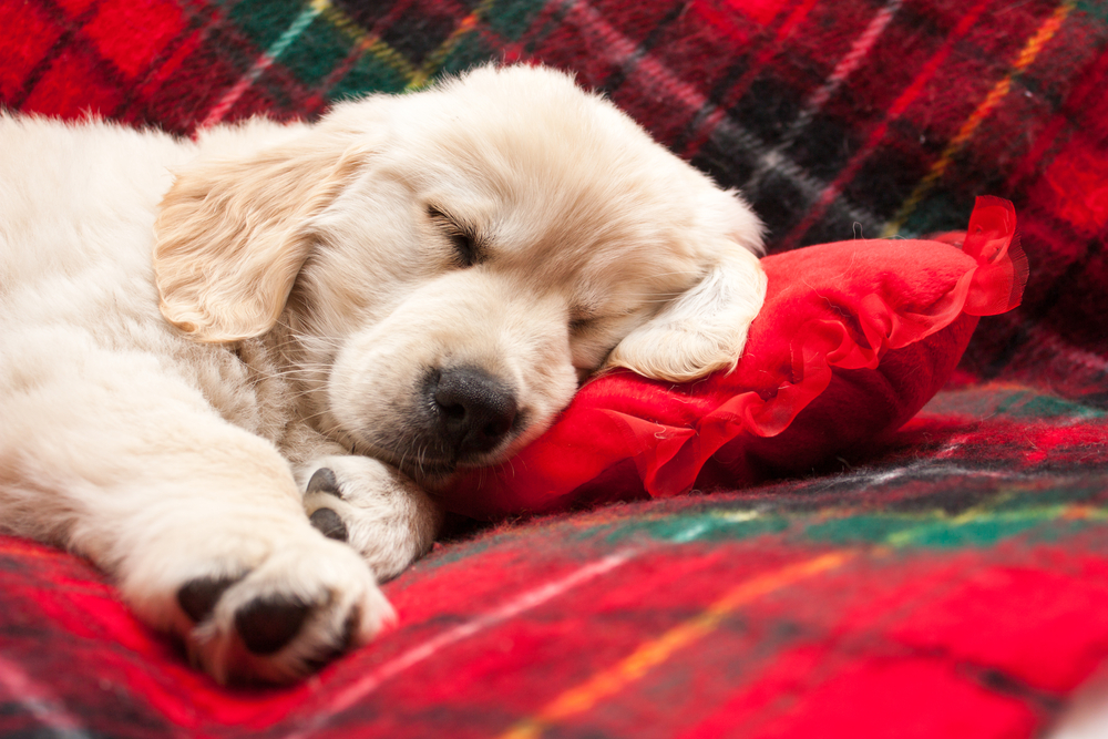 Why Do Dogs Cry in Their Sleep? 4 Vet-Reviewed Likely Reasons