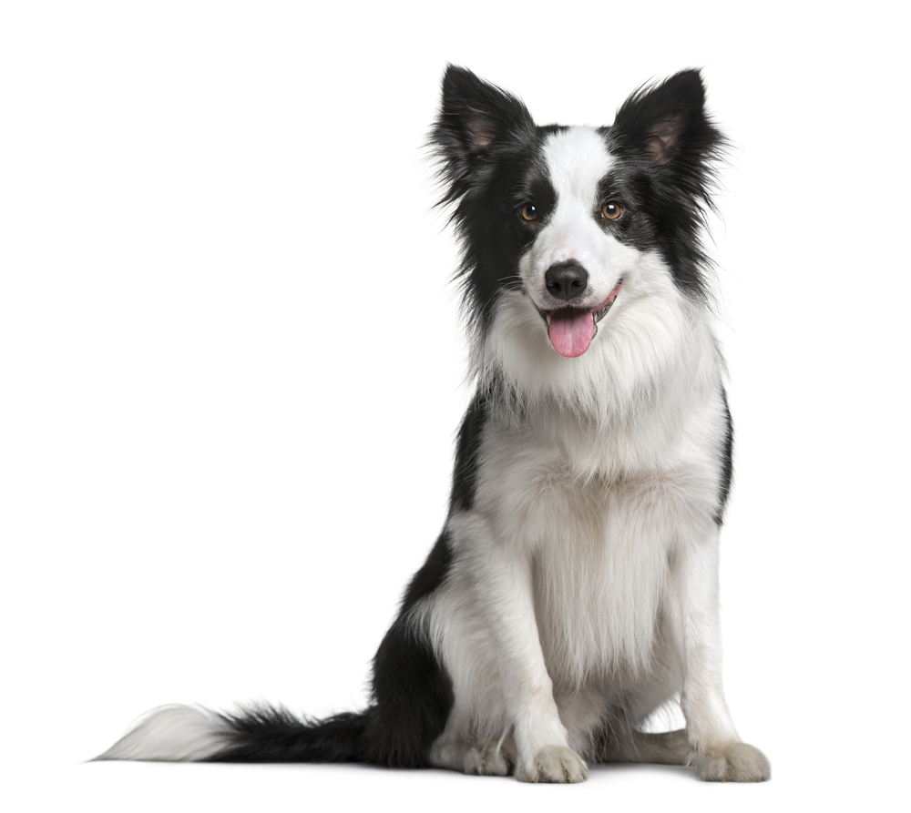 13–18-Month-Old Puppy: What to Expect (Vet-Reviewed Care Guide)