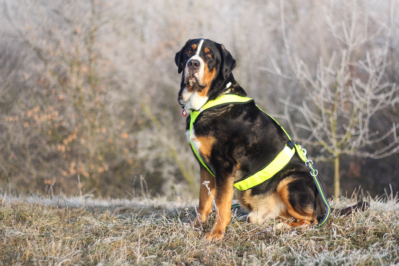 Greater Swiss Mountain Dog: Info, Pictures, Facts, & Traits