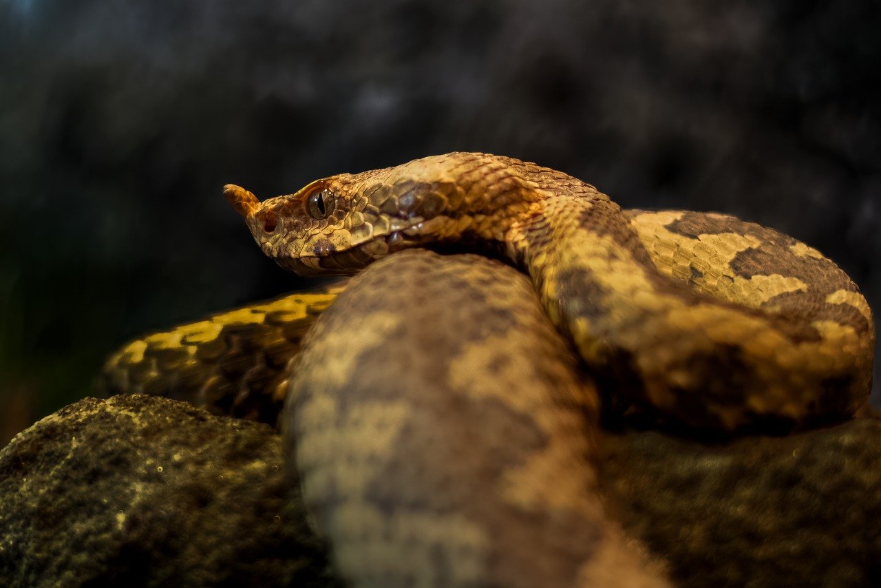 snake