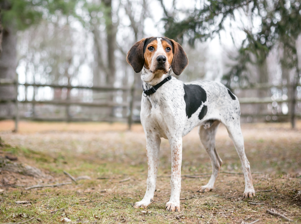 Treeing Walker Coonhound Dog Breed: Info, Pictures, Traits, & Care