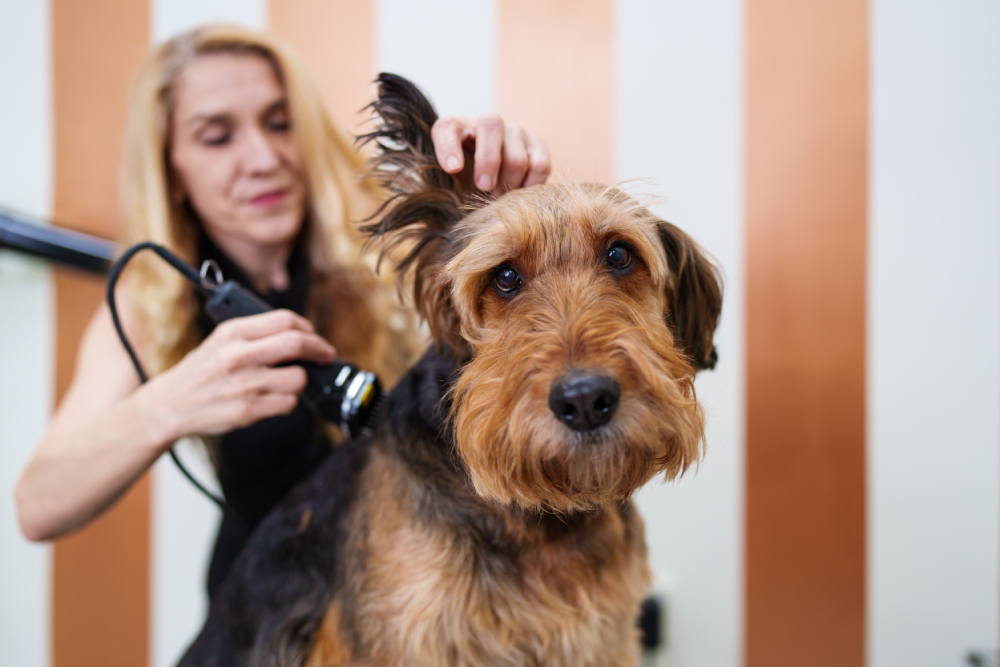 How to Shave a Dog: 8 Tips & Tricks