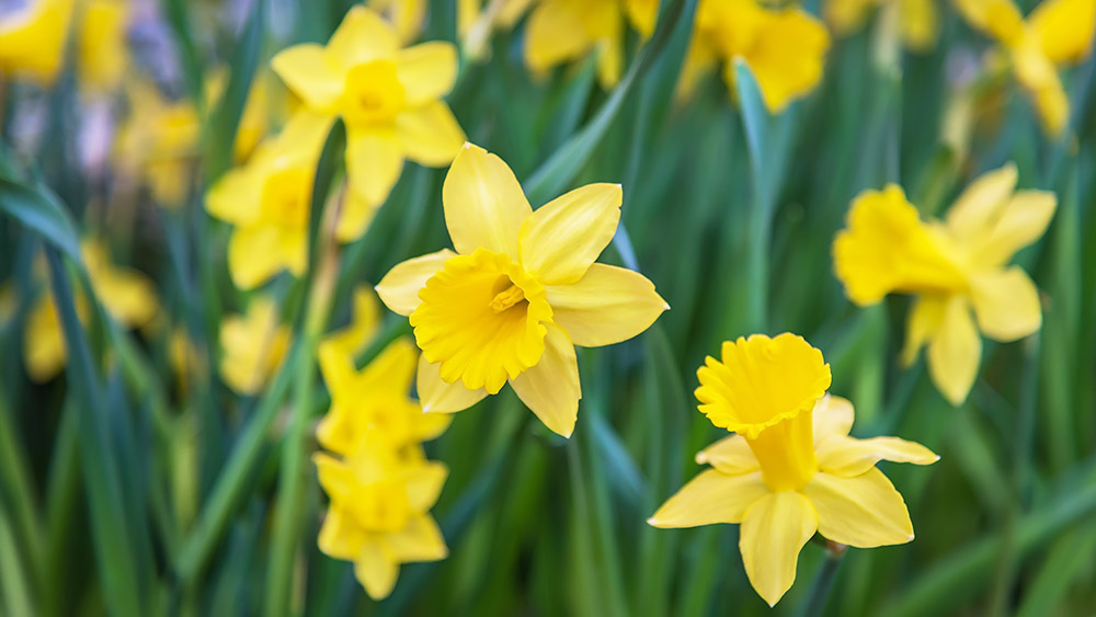 What Flowers Are Poisonous to Dogs? 17 Common Flowers to Keep Away From Your Pup