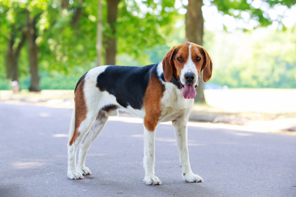 9 Dog Park Design Ideas: Excellent Examples & Tips