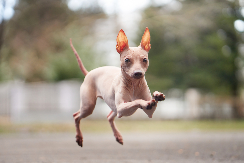 How to Know If Your Dog Is Ready to Be Off-Leash: Vet-Approved Guide