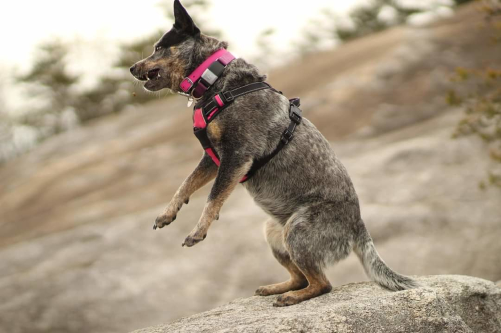 Australian Cattle Dog playing in the forest