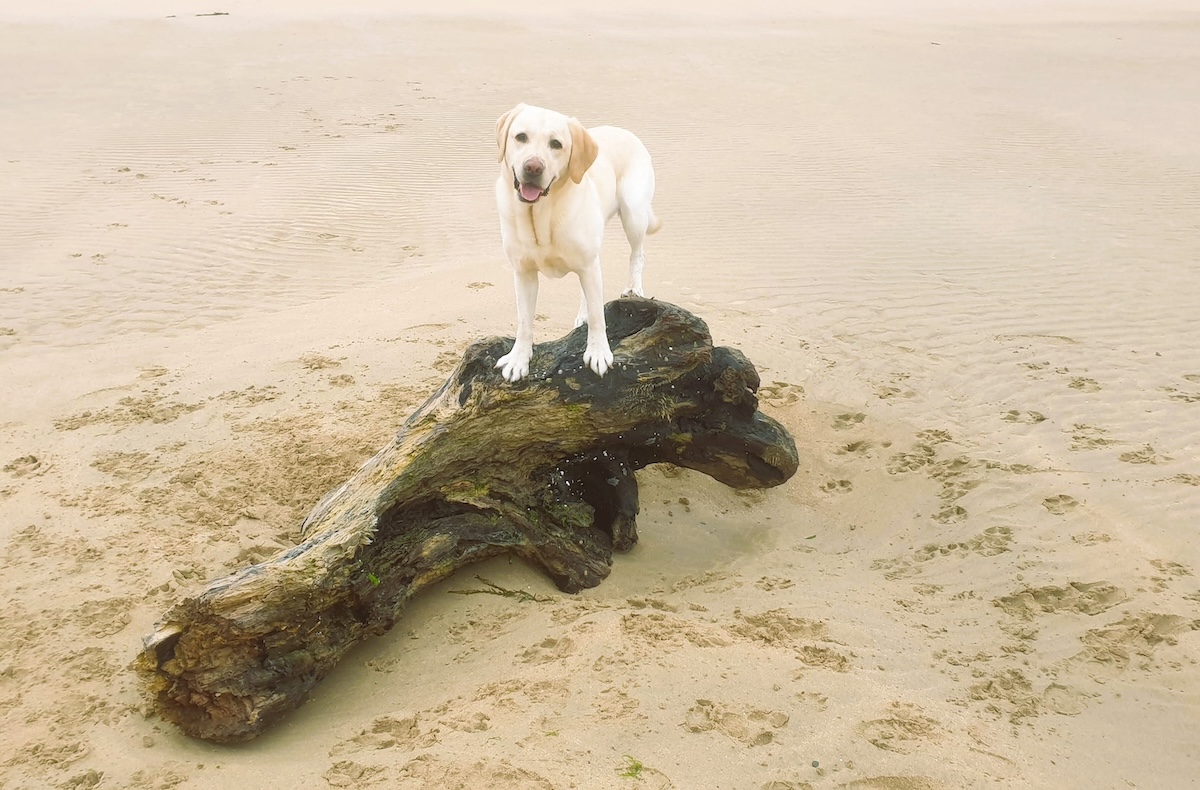 Bailey’s Bionic Hips: Dr. Karyn on Dog Hip Replacement Surgery
