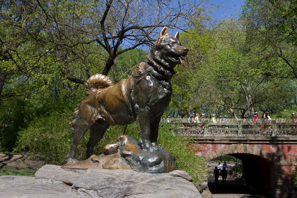Whatever Happened to the Real Balto, Hero of the Alaskan Serum Run? History Revealed