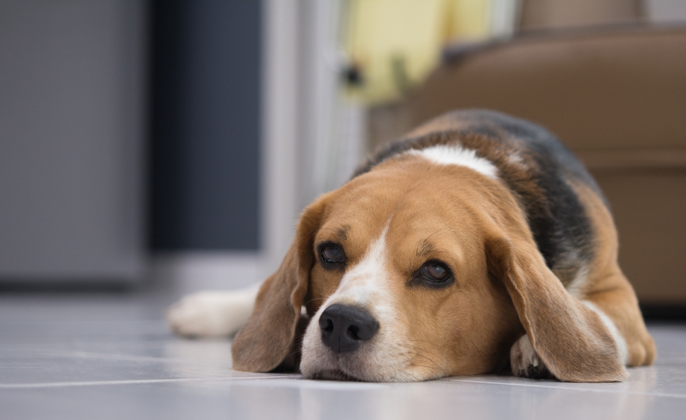 How Can I Help Dogs in Need? 10 Great Ways to Give Back