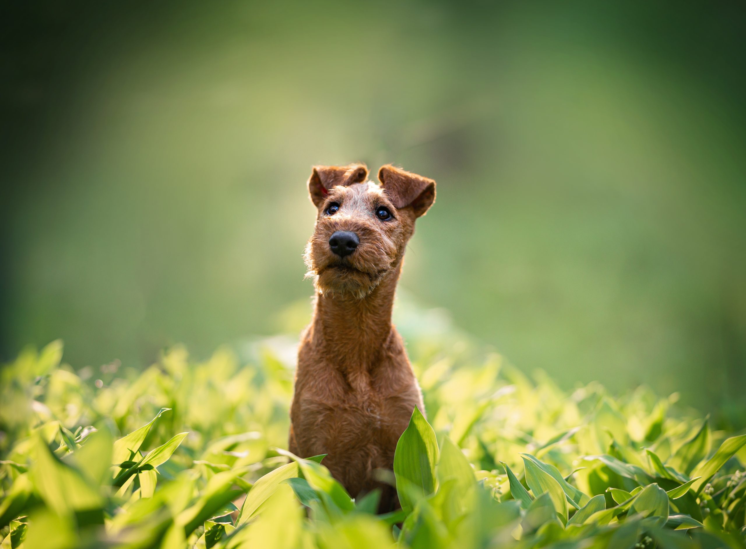 Irish Terrier Dog Breed: Info, Pictures, Origin & More