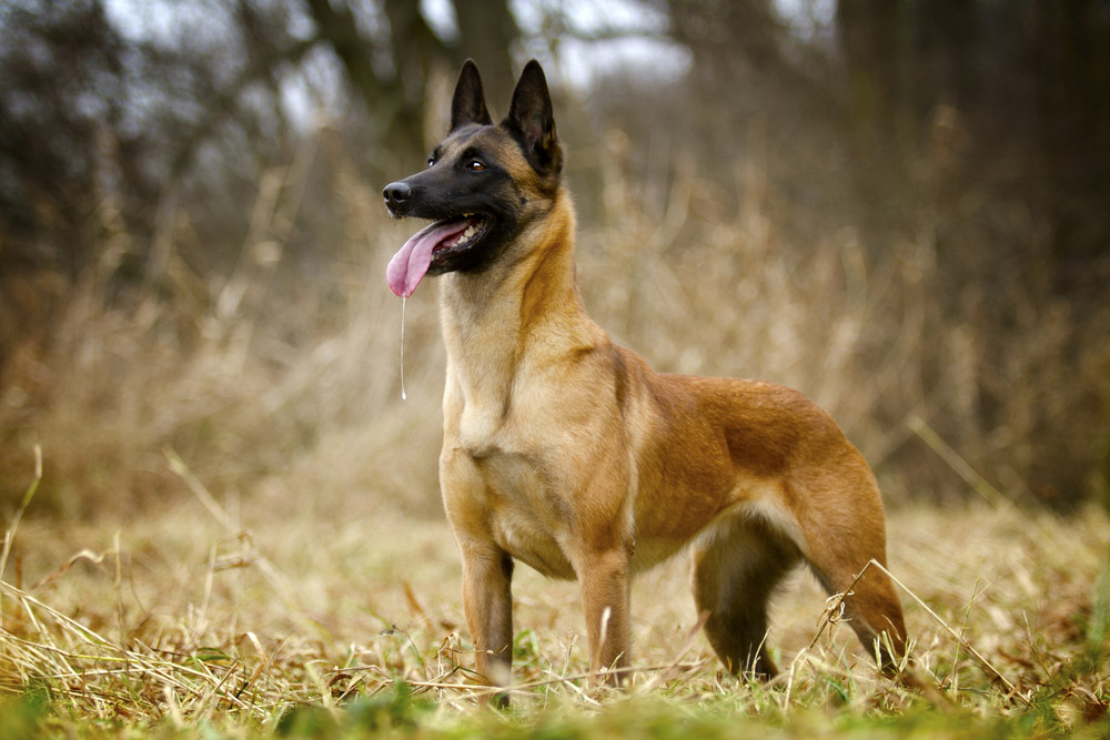 10 Vet-Reviewed Dog Noises That Mean Your Dog Is Happy (With Videos)