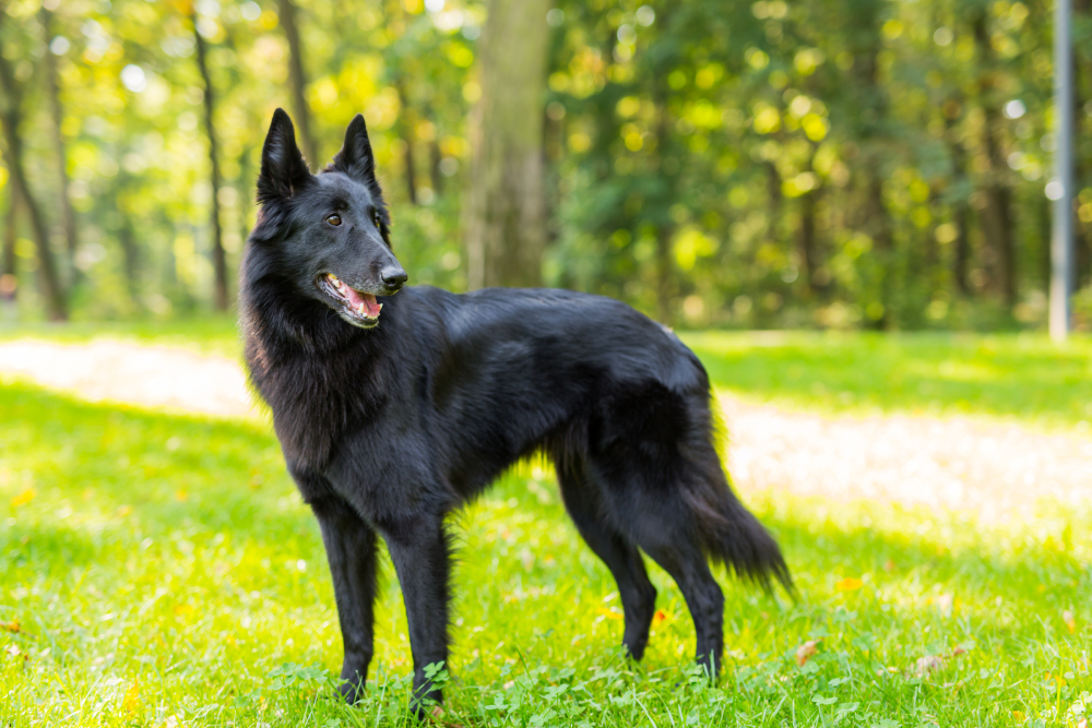 Belgian Sheepdog: Info, Pictures, Facts, Traits & History