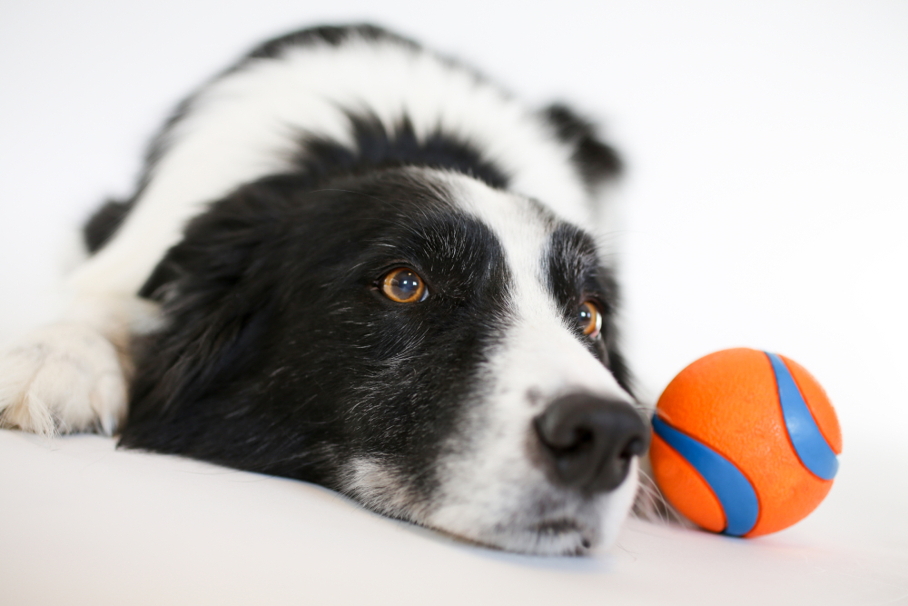 10 Best Border Collie Toys in 2026 – Reviews & Top Picks