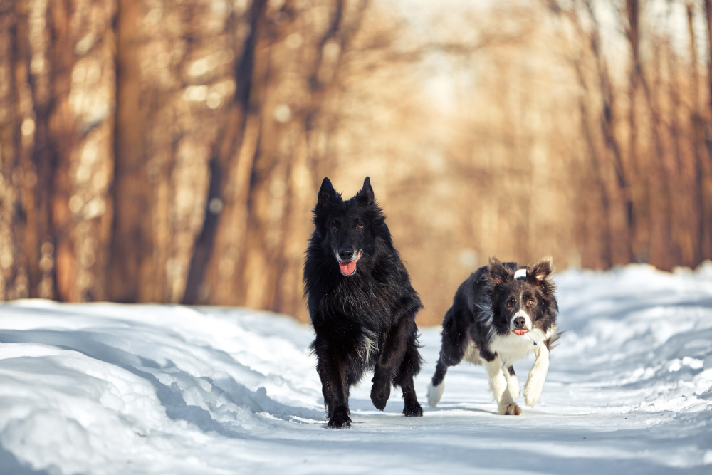 7 Dog Breed Groups You Should Know for the National Dog Show