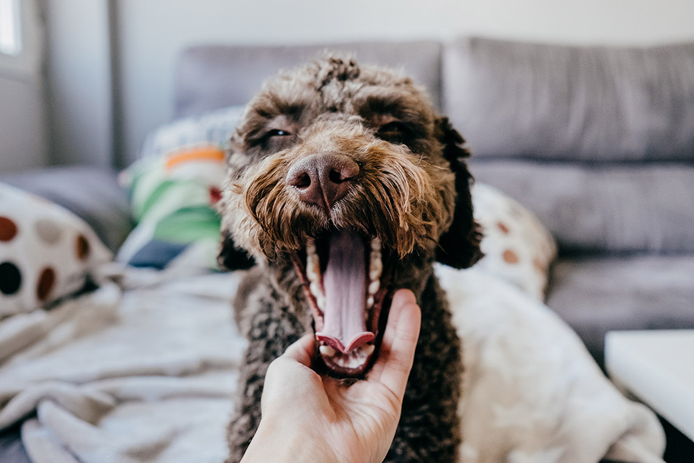 15 Home Remedies for Dog Breath (Vet-Verified)