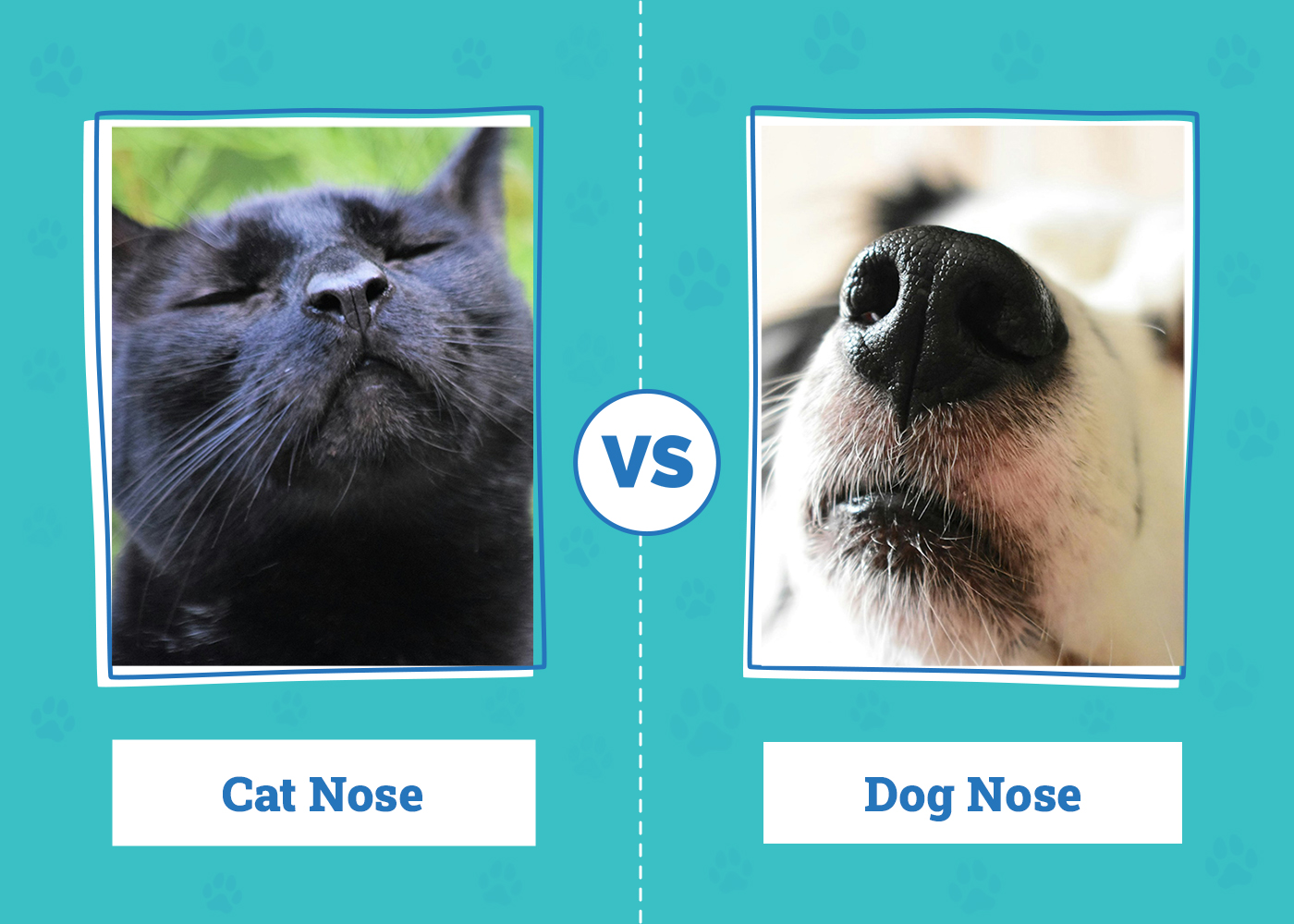 Cat Nose vs Dog Nose: Main Differences Explained (Vet Approved)
