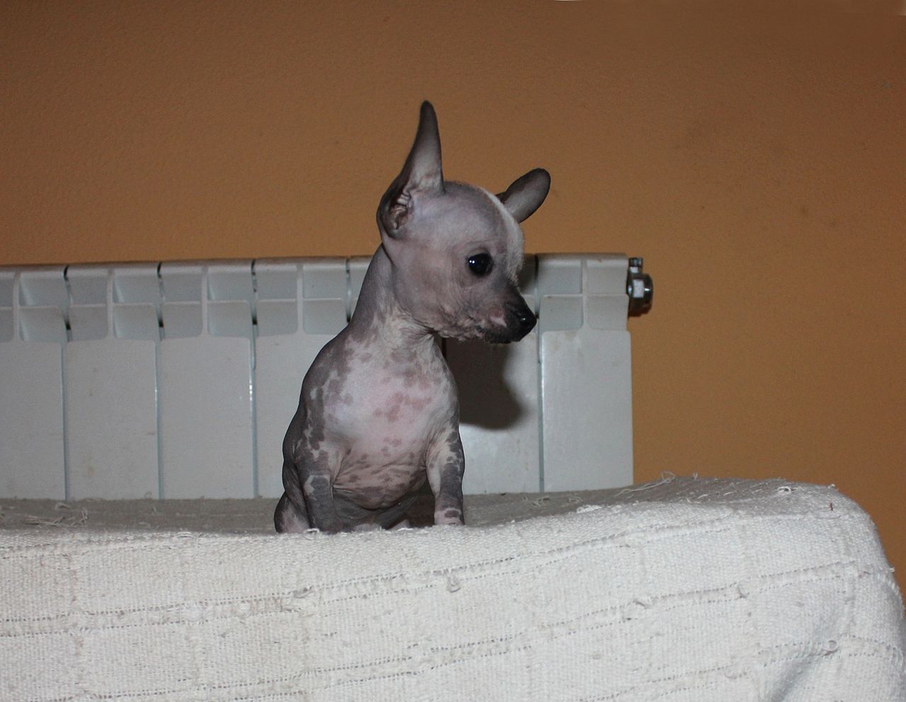 Hairless Chihuahua: Info, Pictures, Traits & Care Guide