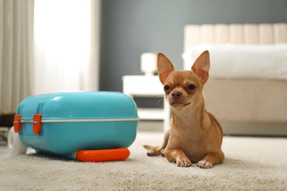 15 Vet-Approved Tips for Staying in a Hotel With a Dog: Get Ready Before You Go