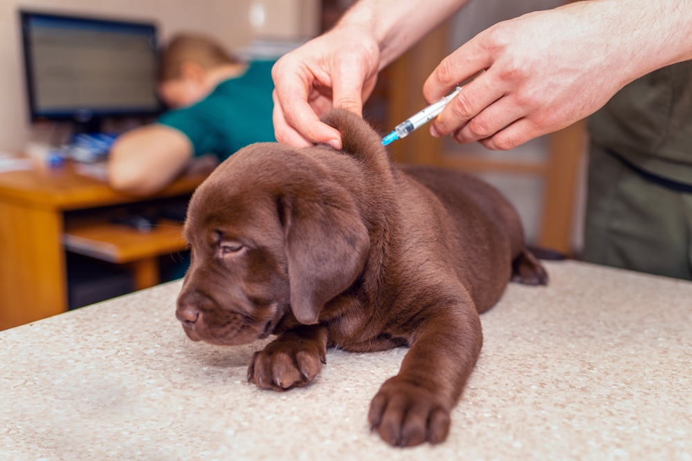 Side Effects of the Rabies Vaccine in Dogs: Our Vet Explains
