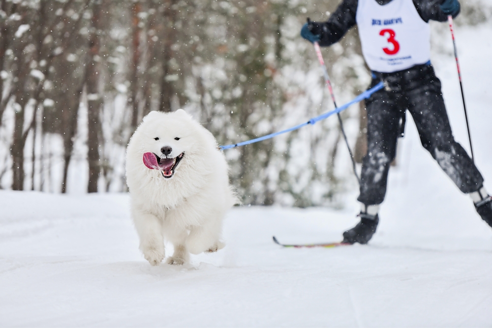 Skijoring with Dogs: What It Is & How to Get Started with the Sport