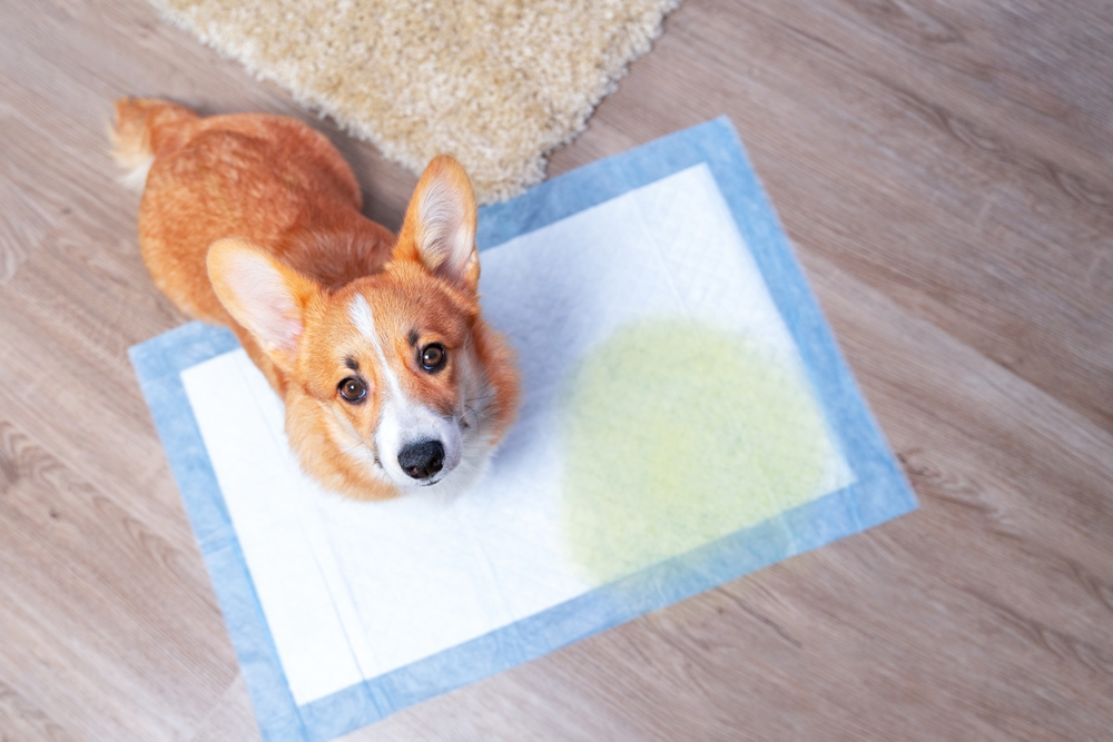 10 Common Dog Potty Training Issues (Vet-Verified)