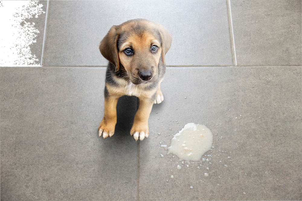 Why Is My Dog Throwing Up White Foam? Our Vet Discusses 7 Possible Reasons