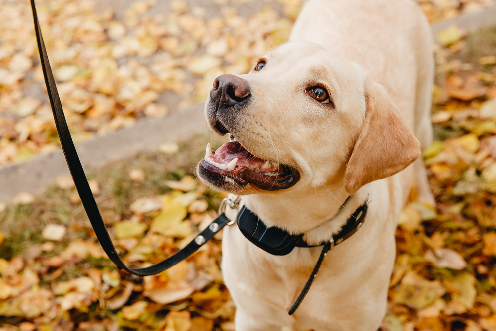 Can Dogs Read Our Facial Expressions? What Science Says