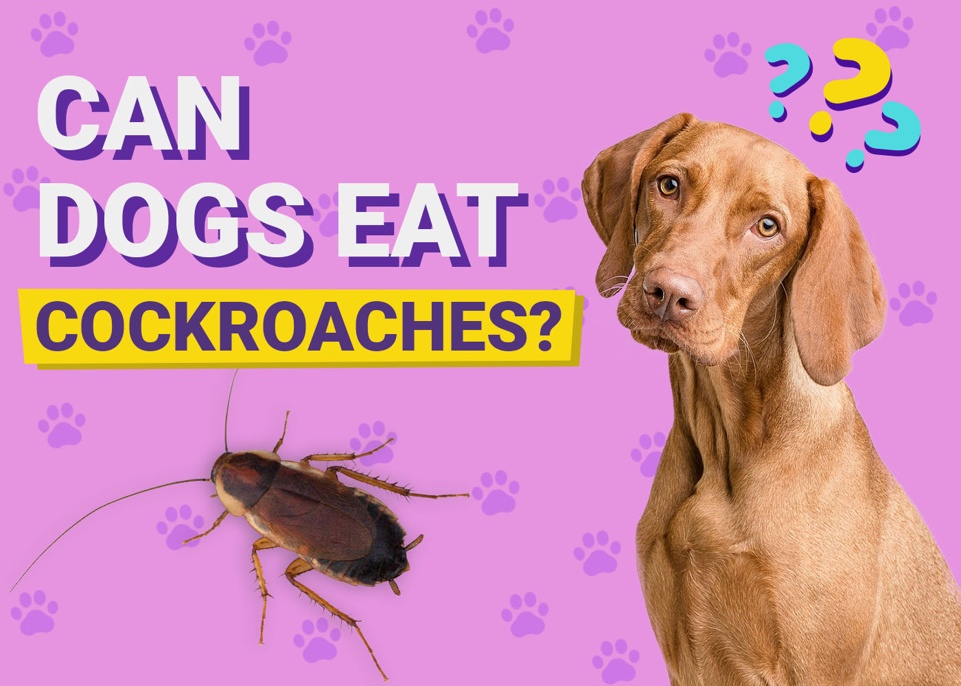 Can Dogs Eat Cockroaches? Possible Health Risks & Care Tips
