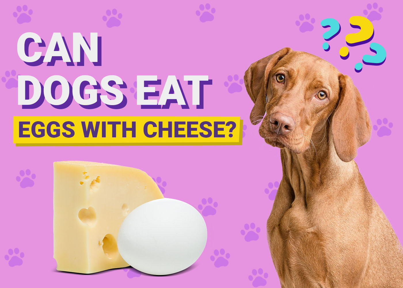 Can Dogs Eat Eggs With Cheese? Vet-Reviewed Health & Nutrition Guide