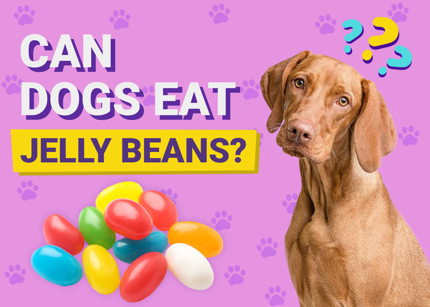 Can Dogs Eat Jelly Beans? Vet-Verified Nutrition Facts & FAQ