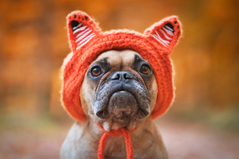 5 DIY Dog Hats You Can Make at Home (With Pictures)