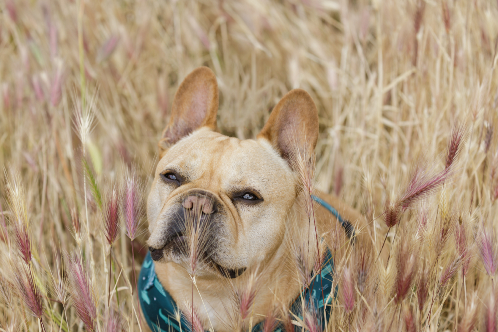 Is a Foxtail in My Dog’s Nose Making Him Sneeze? Vet-Approved Guide