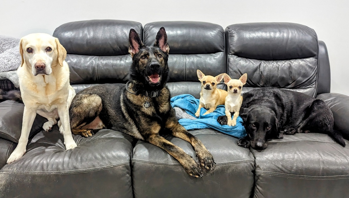Introducing the Dogsters: Welcome to Dr Karyn's Jungle (with Poppy, Bailey, Kodah, Ned & Fred)