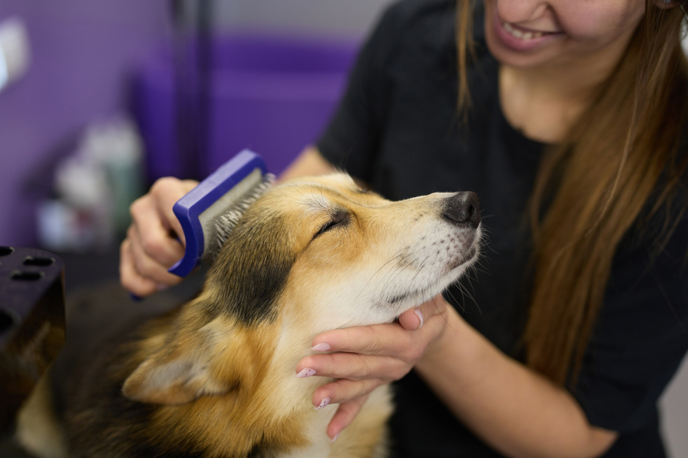 Dog Brushes Based on Coat Type: 6 Vet-Approved Options