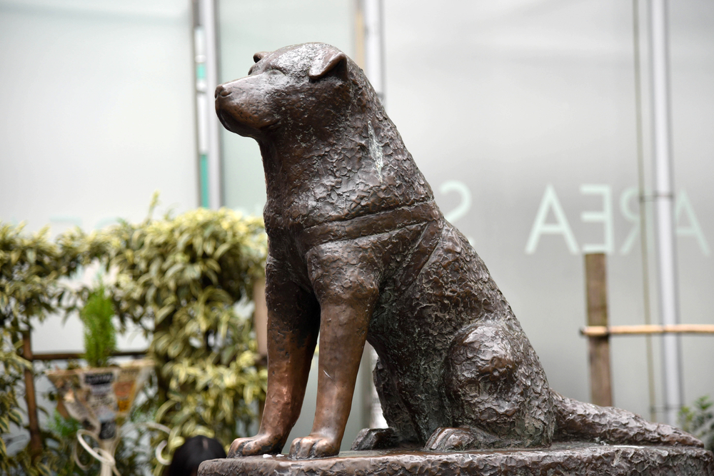 Hachiko statue at Shibuya
